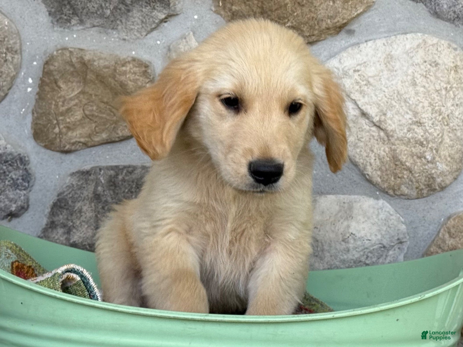 Golden Retriever dogs Ryan - Ad 2
