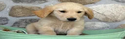 Golden Retriever dogs for sale: Ryan - Ad 2