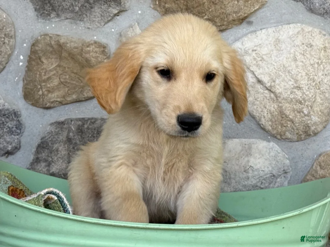 Golden Retriever dogs for sale: Ryan - Ad 2