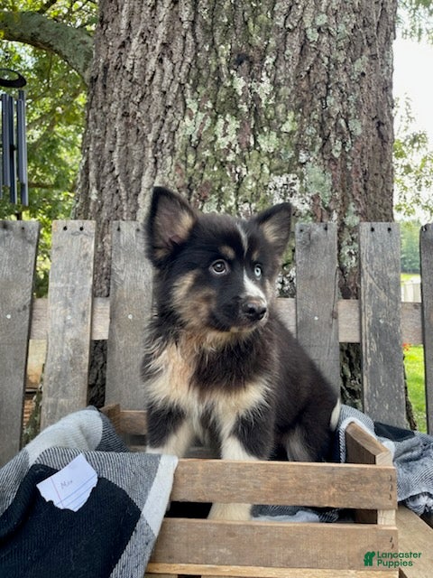 Pomsky dogs Max - Ad 2