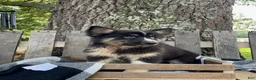 Pomsky dogs for sale: Max - Ad 2
