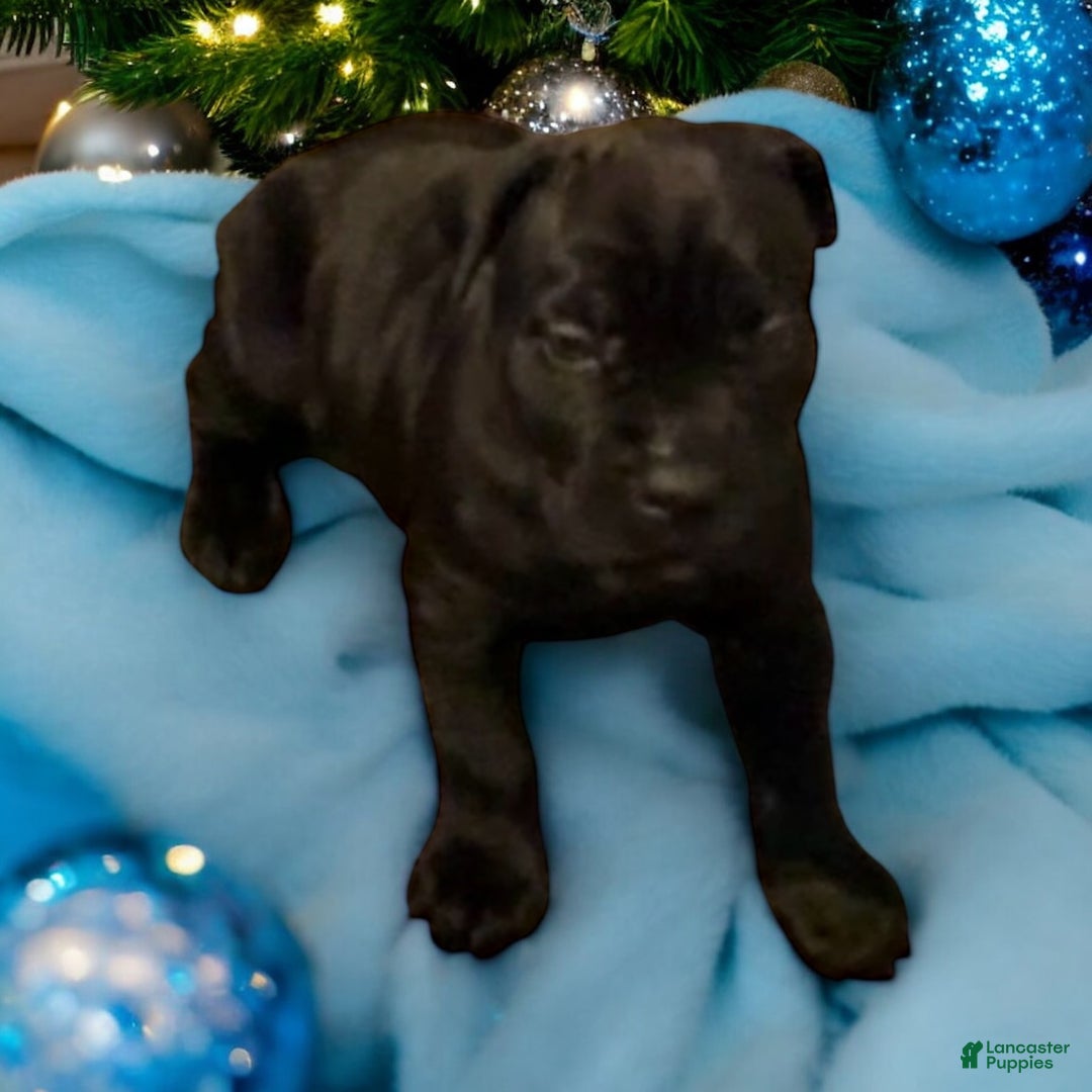 Cane Corso dogs for sale: Green - Ad 1