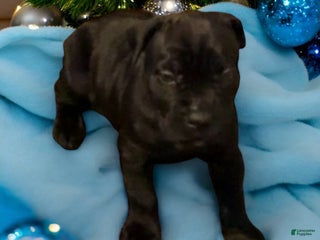 Cane Corso dogs Green - Ad 40
