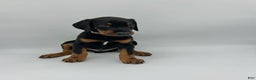 Doberman Pinscher dogs for sale: Gray - Ad 3