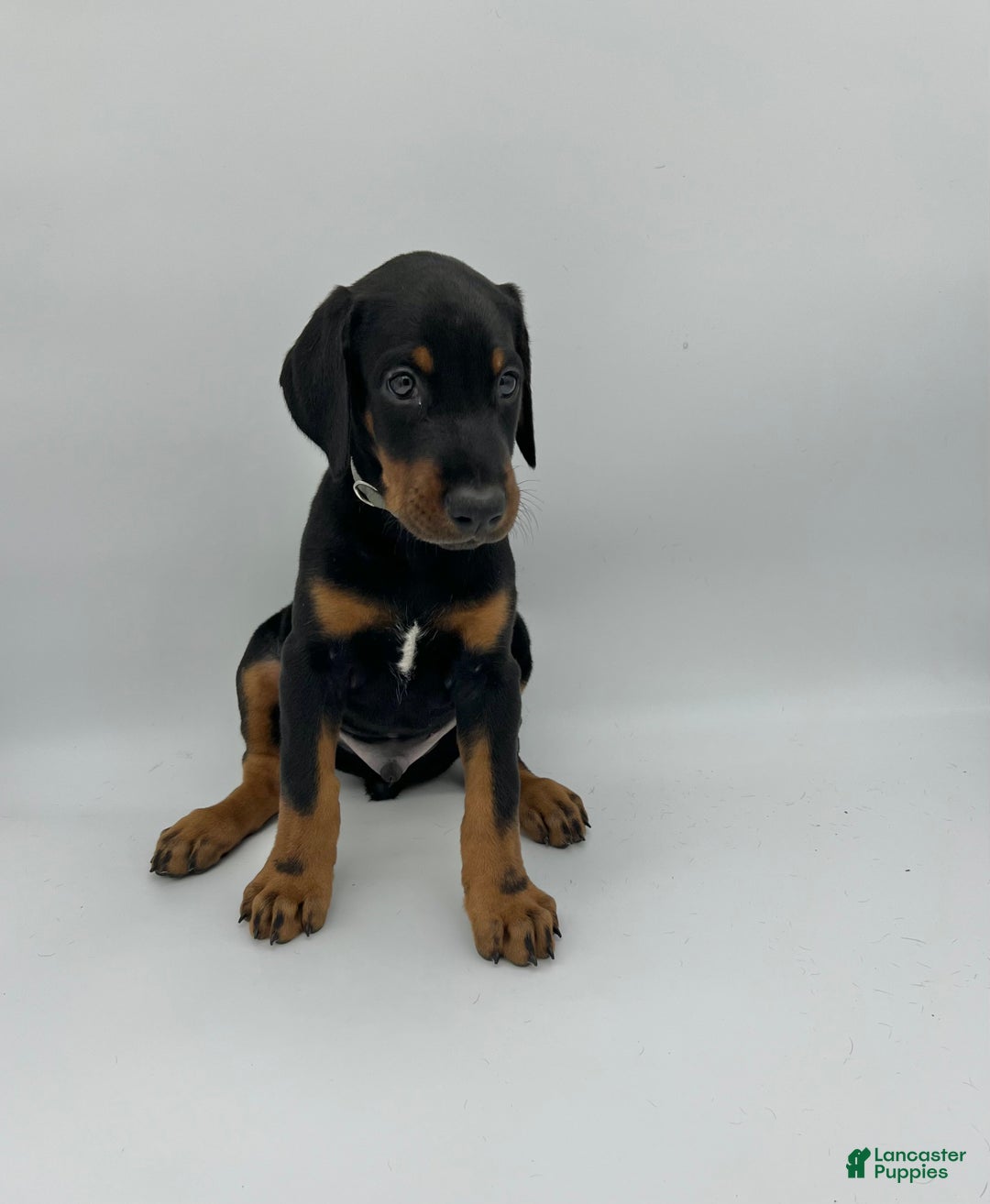 Doberman Pinscher dogs for sale: Gray - Ad 3