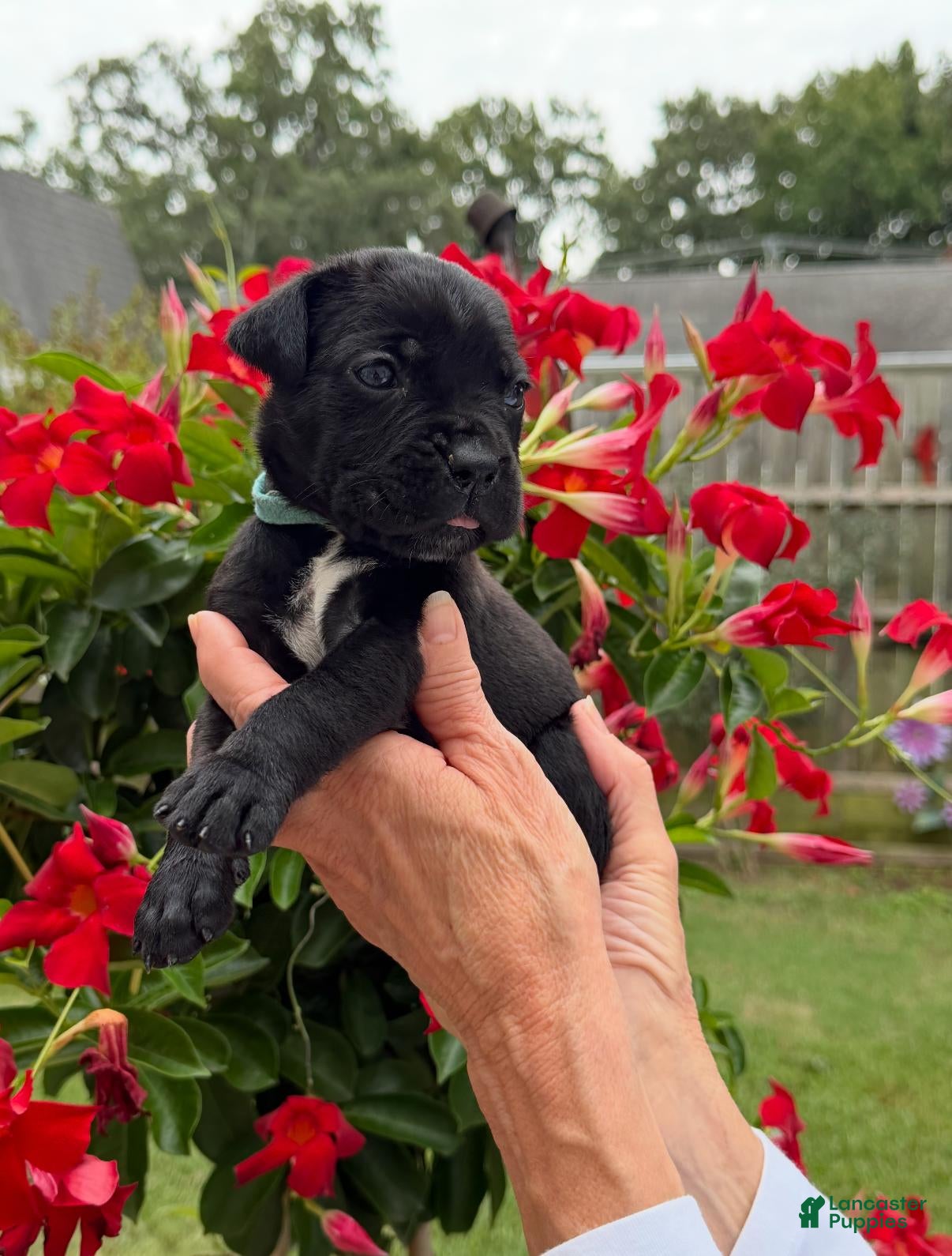 Cane Corso dogs Cane Corso (Sky) - Ad 2