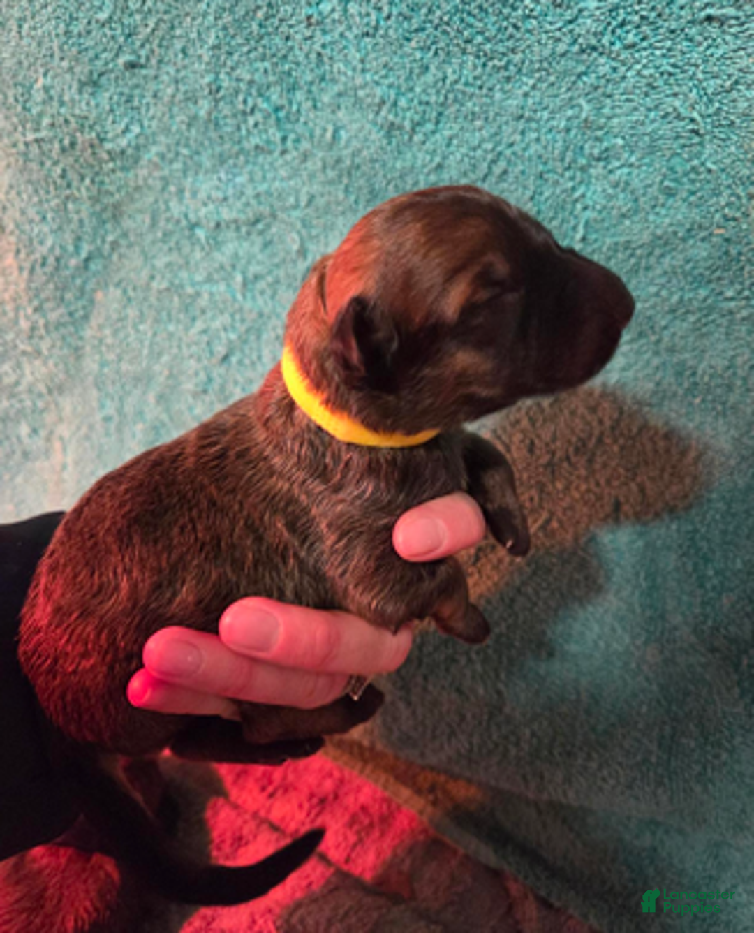 German Shepherd dogs for sale: Yellow Collar Girl - Ad 6