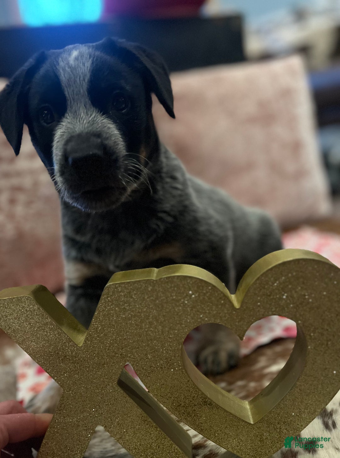 Australian Cattle Dog dogs for sale: Australian Cattle Dog Puppy 1 - Ad 10