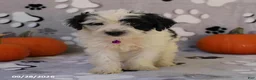 Yorkiepoo dogs for sale: Sky - Ad 4