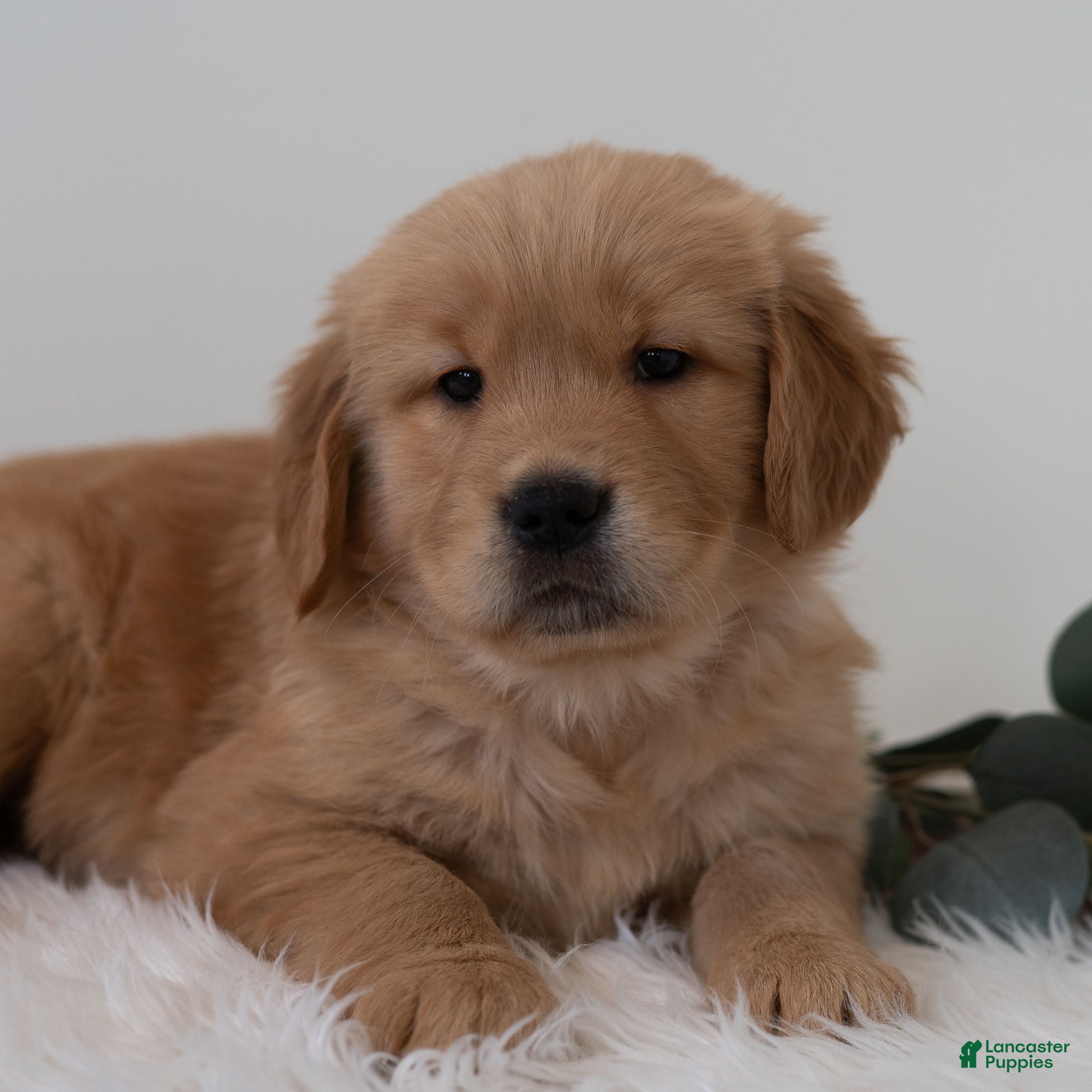 Golden Retriever dogs Samson  - Ad 25
