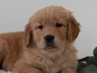 Golden Retriever dogs Samson - Ad 33
