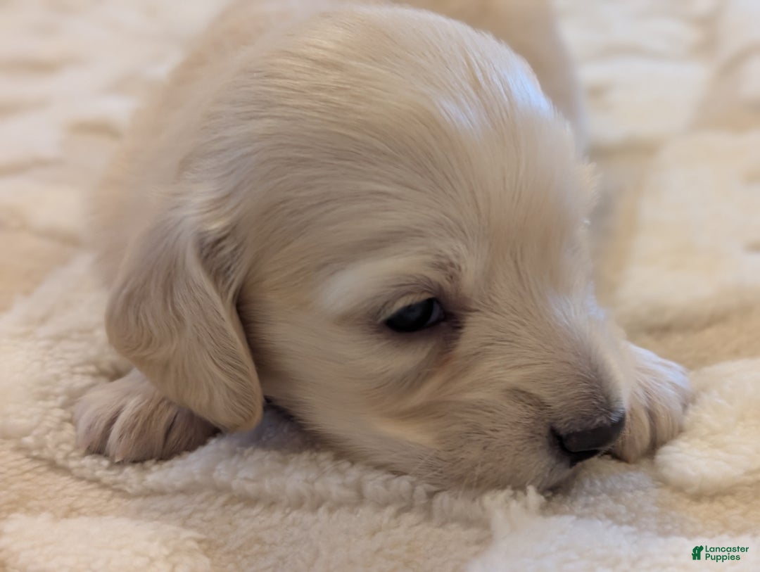 Miniature Dachshund dogs for sale: Miniature Dachshund Puppy 2 - Ad 6