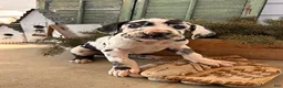 Great Dane dogs for sale: River - Ad 2