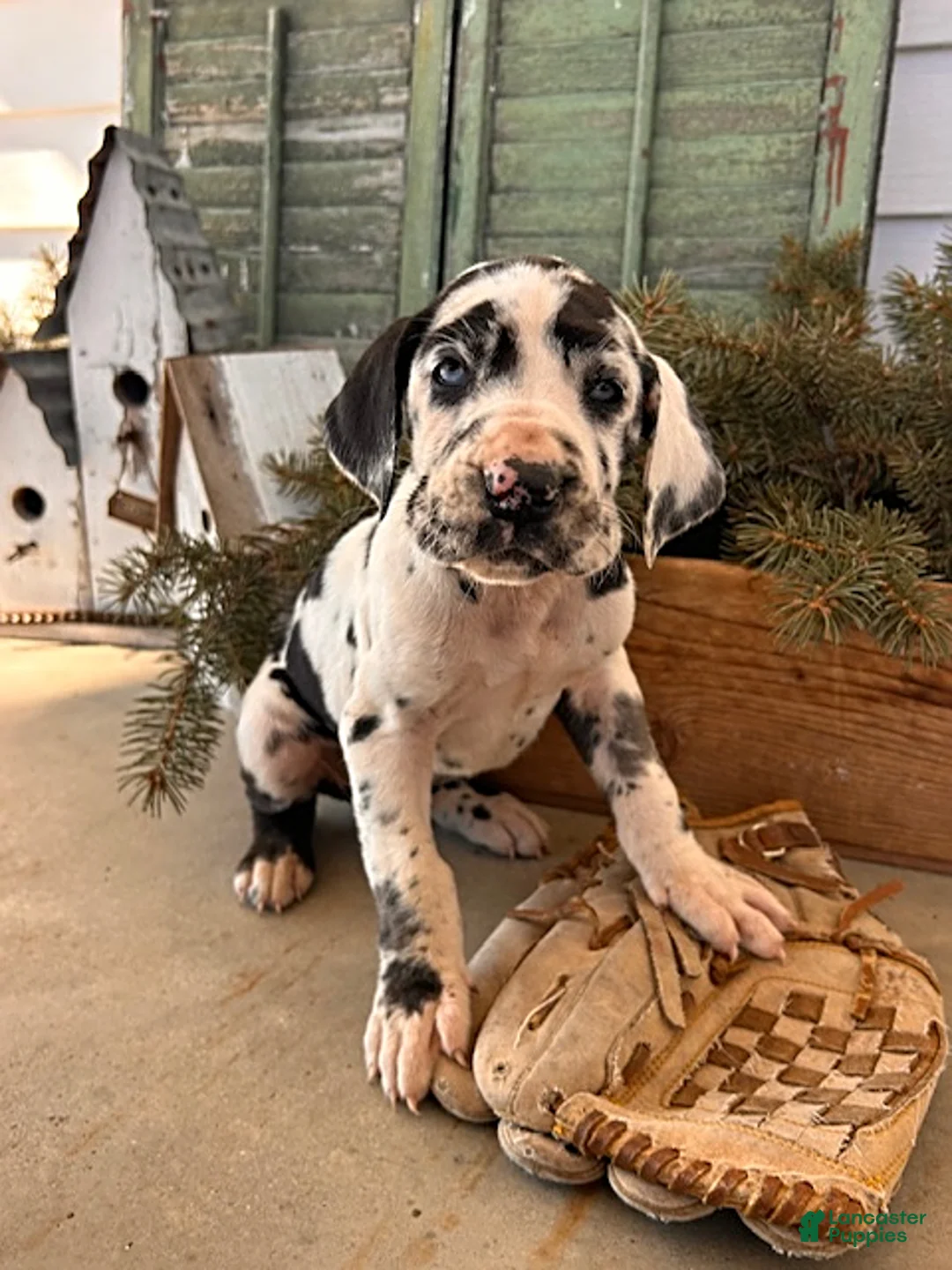 Great Dane dogs for sale: River - Ad 2