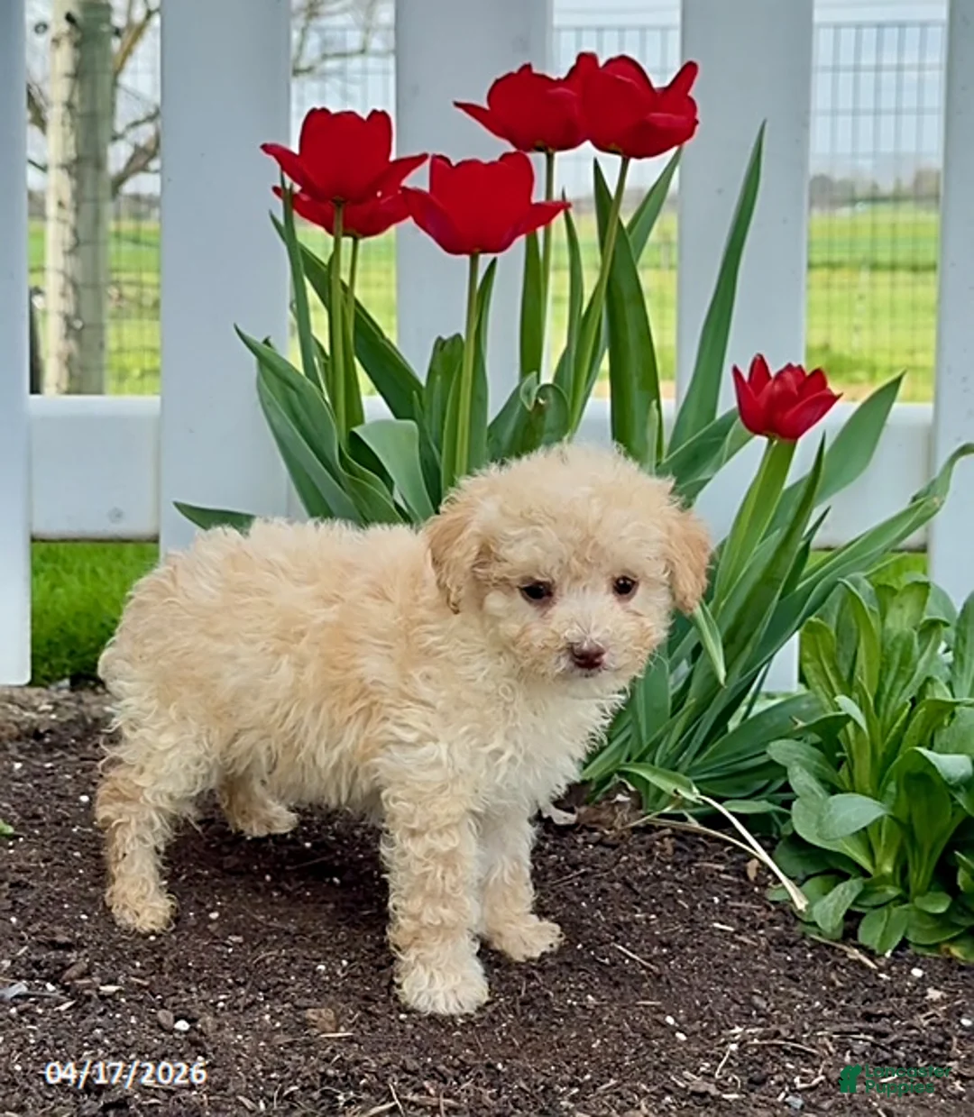 Miniature Poodle dogs for sale: Dude - Ad 2