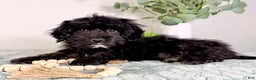 Cockapoo dogs for sale: Spade - Ad 3