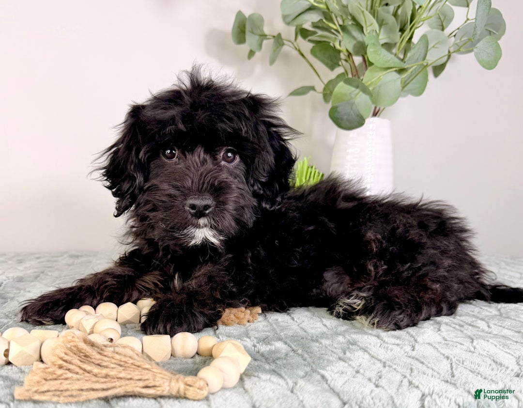 Cockapoo dogs for sale: Spade - Ad 3