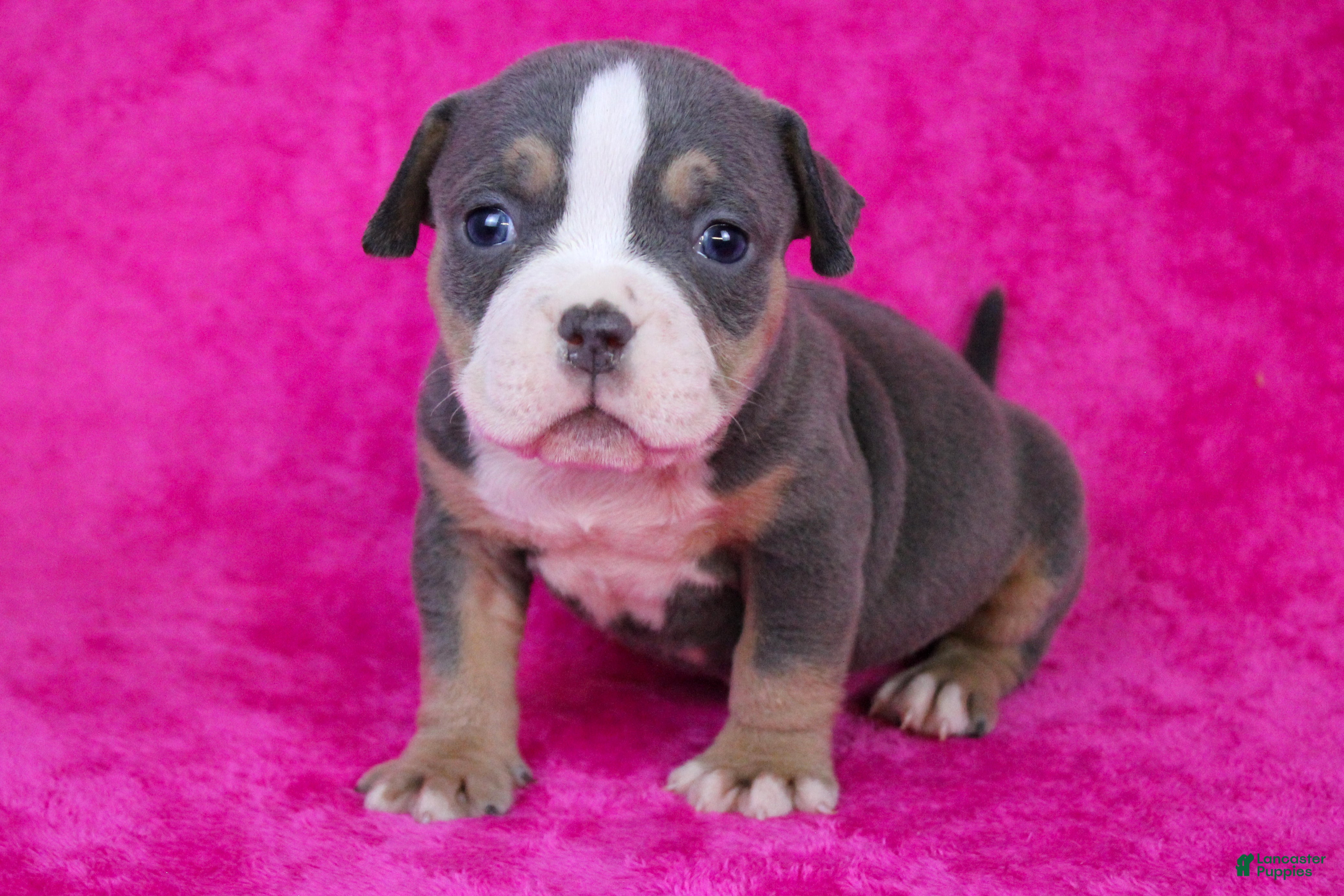 American Bully dogs Blue Tri Female - Ad 34