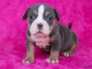 American Bully dogs Blue Tri Female - Ad 34