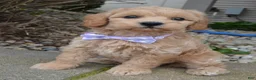 Mini Goldendoodle dogs for sale: Mini Ginger - Ad 4