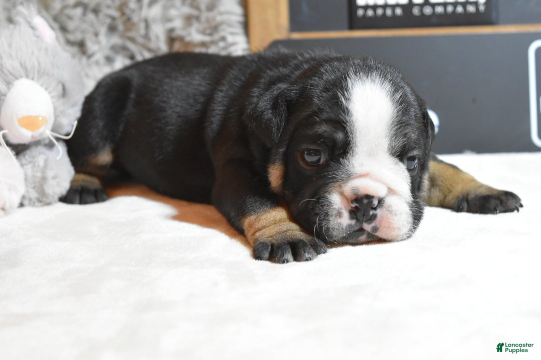 English Bulldog dogs for sale: Angela - Ad 4