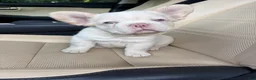 French Bulldog dogs for sale: French Bulldog 7 - Ad 5
