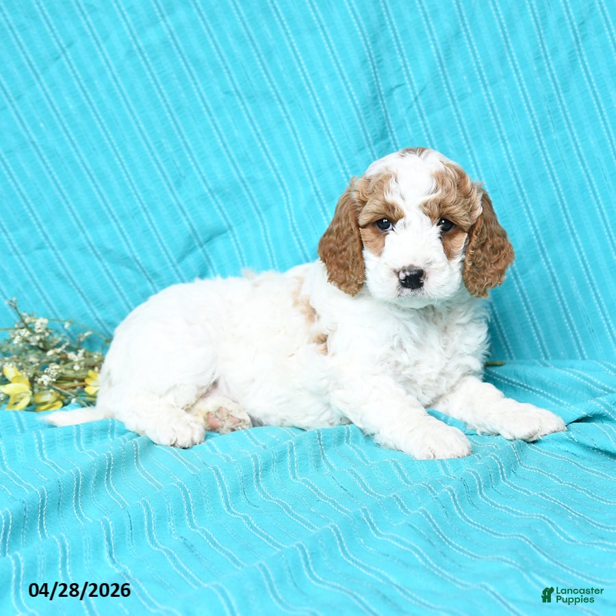 Goldendoodle dogs Rhapsody - Ad 1