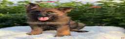 German Shepherd dogs for sale: Remi - Ad 9