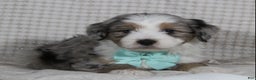 Mini Aussiedoodle dogs for sale: Kojack  - Ad 3