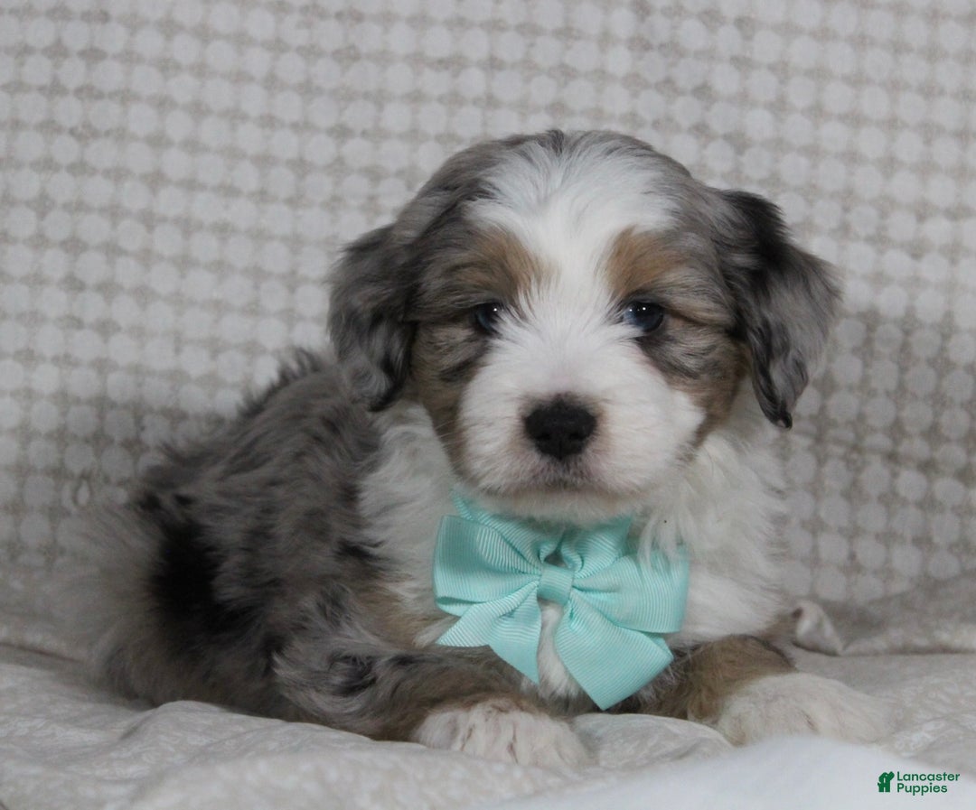 Mini Aussiedoodle dogs for sale: Kojack  - Ad 3