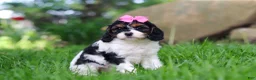 Cavapoo dogs for sale: Sunnie - Ad 4