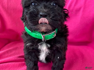 Shihpoo dogs GRETCHEN - Ad 20