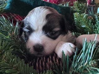 Chinese Crested dogs Chinese Crested Puppy 1 - Ad 4