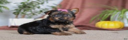 Yorkshire Terrier dogs for sale: Lola - Ad 3