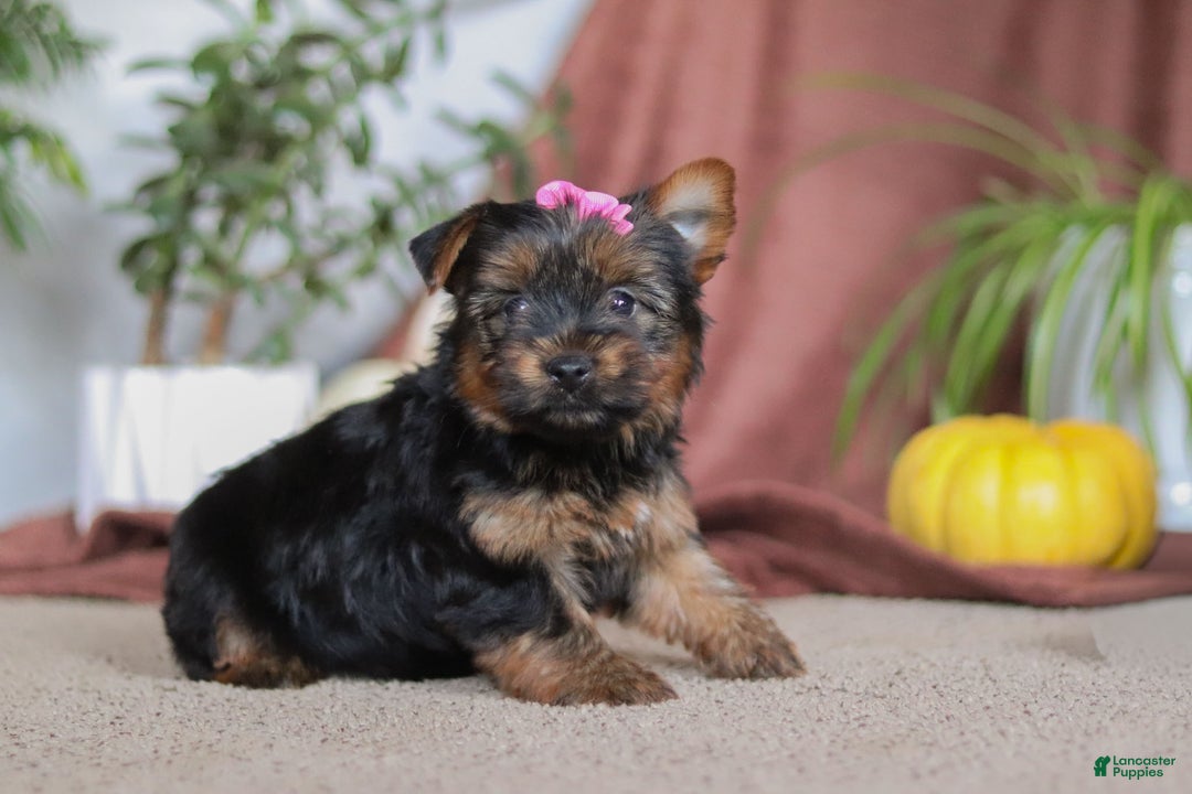 Yorkshire Terrier dogs for sale: Lola - Ad 3