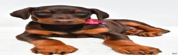 Doberman Pinscher dogs for sale: Heidi - Ad 6