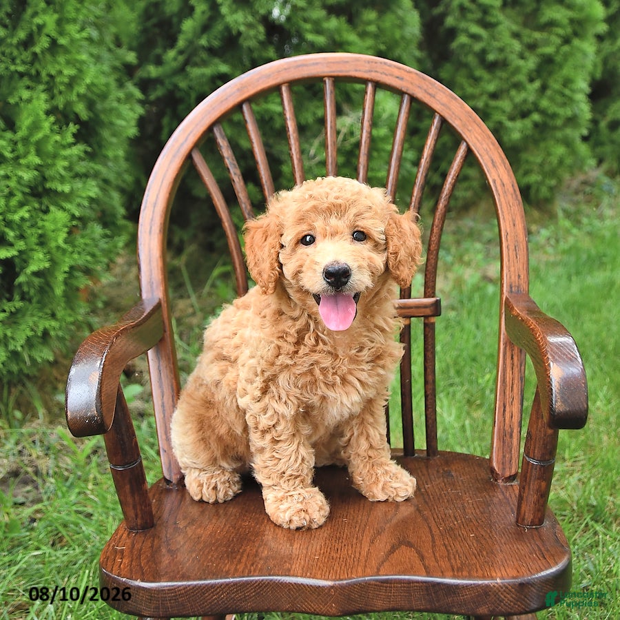 Mini Goldendoodle dogs Kenya - Ad 2