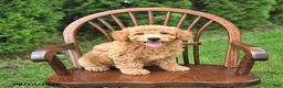 Mini Goldendoodle dogs for sale: Kenya - Ad 2