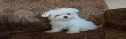 Maltese dogs for sale: 4.5 lb Bella Button - Ad 3