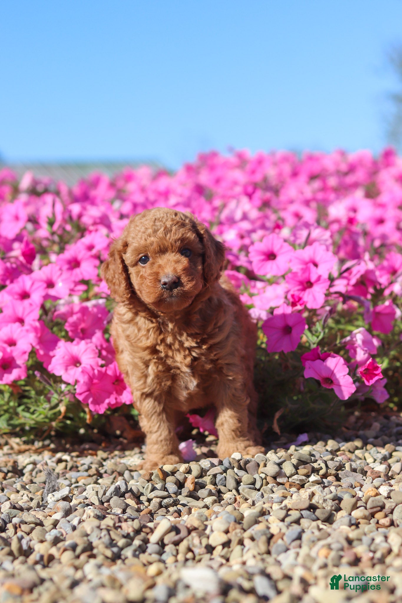 Mini Goldendoodle dogs Poppy - Ad 2