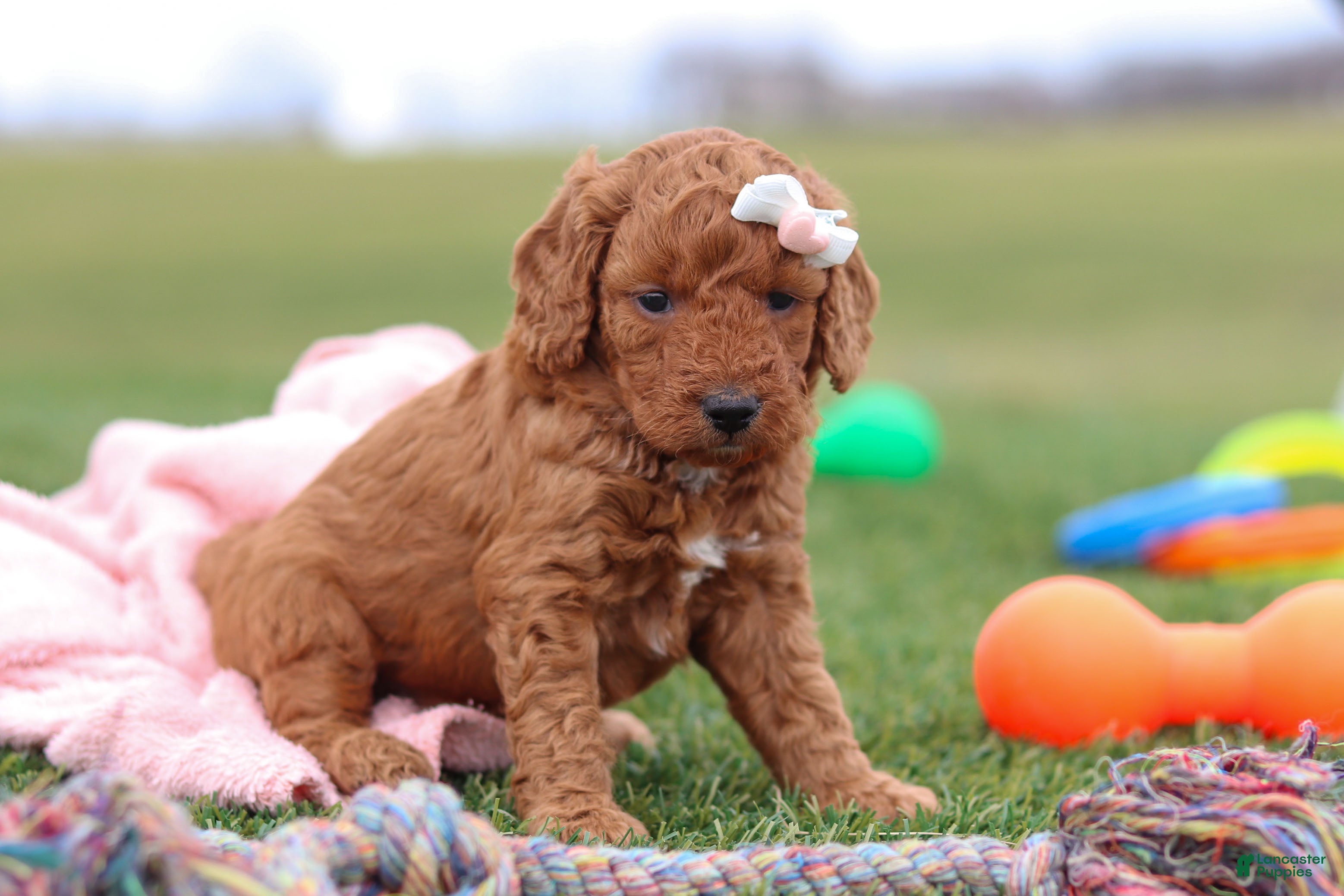 Miniature Labradoodle dogs Tonya - Ad 2