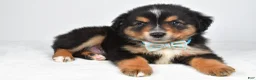 Miniature Australian Shepherd dogs for sale: Caesar  - Ad 6