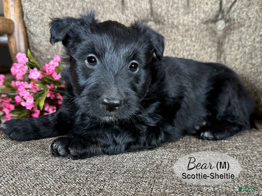 Mixed Breed dogs for sale: Bear - Ad 1