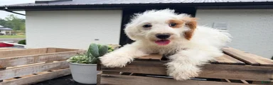 Mozzarella