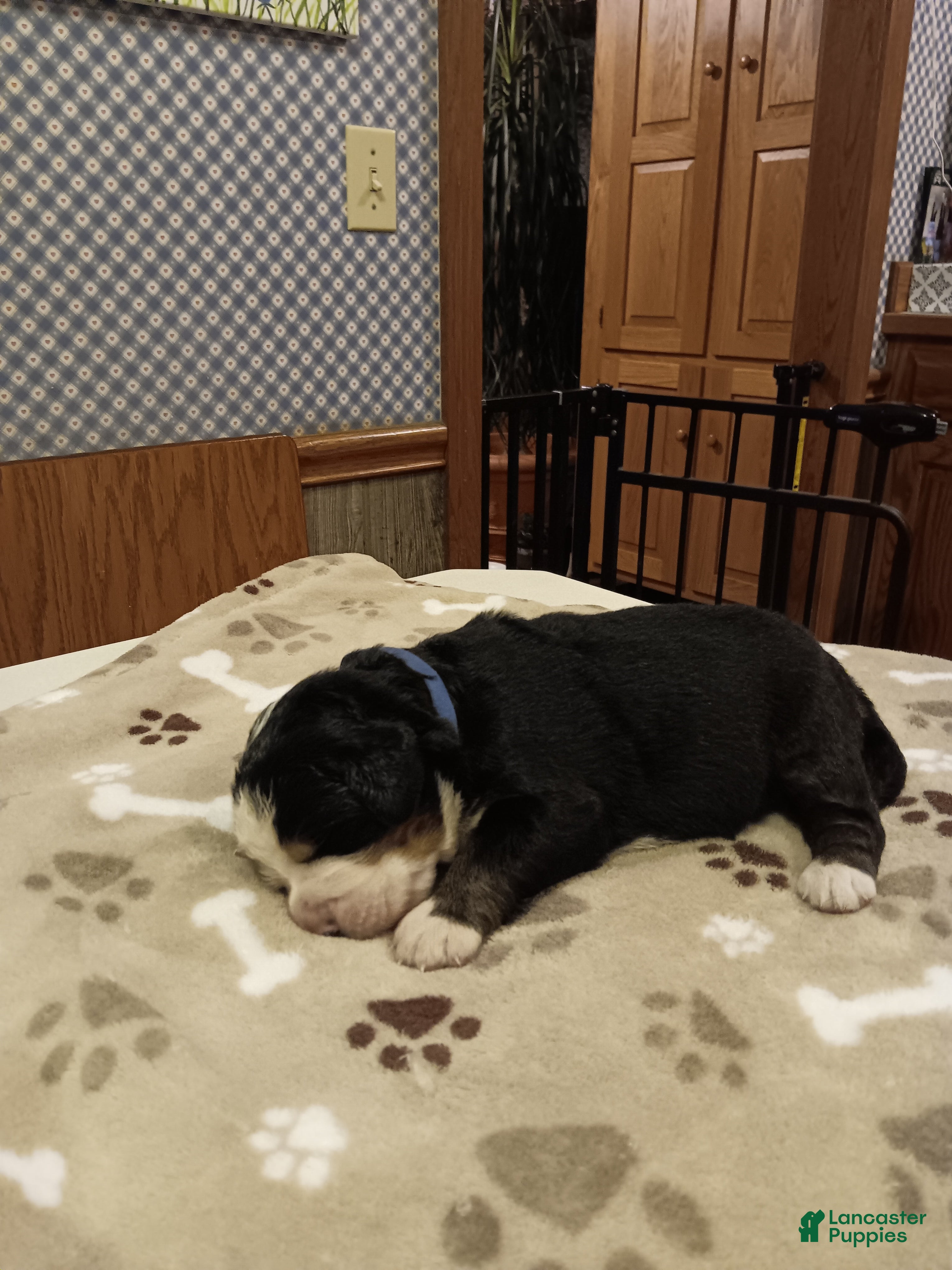 Bernese Mountain Dog dogs Rocky - male- Blue collar - Ad 1