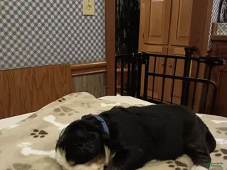 Bernese Mountain Dog dogs for sale: Rocky - male- Blue collar - Ad 3