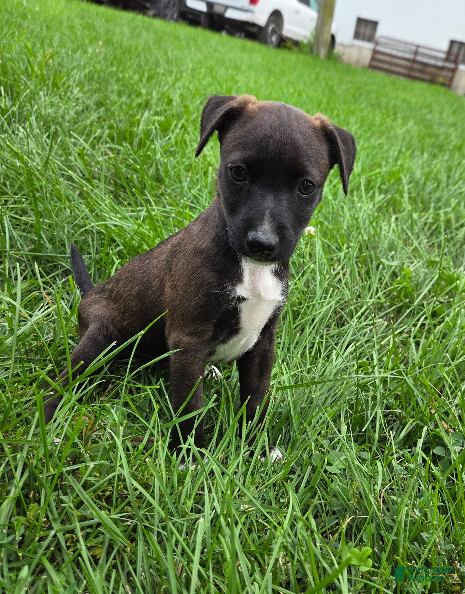 Mixed Breed dogs Chicky nug  - Ad 2