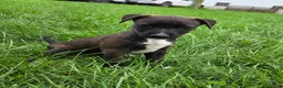 Mixed Breed dogs for sale: Chicky nug  - Ad 2