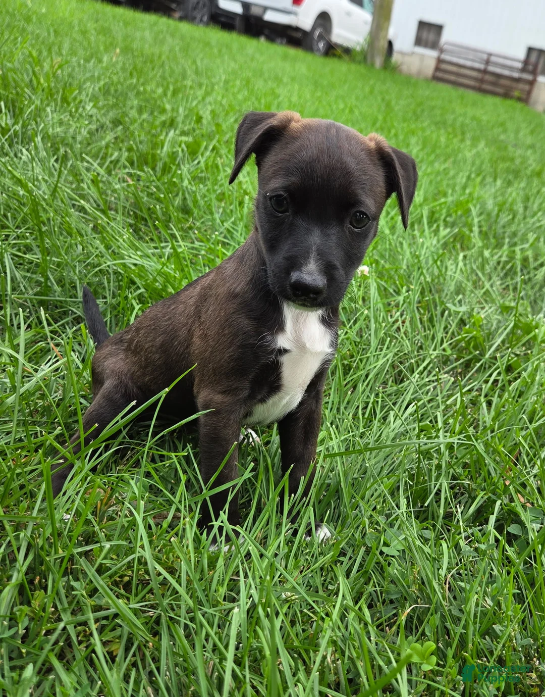 Mixed Breed dogs for sale: Chicky nug  - Ad 2