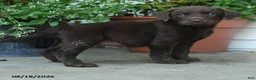 Labrador Retriever dogs for sale: Pesley - Ad 4